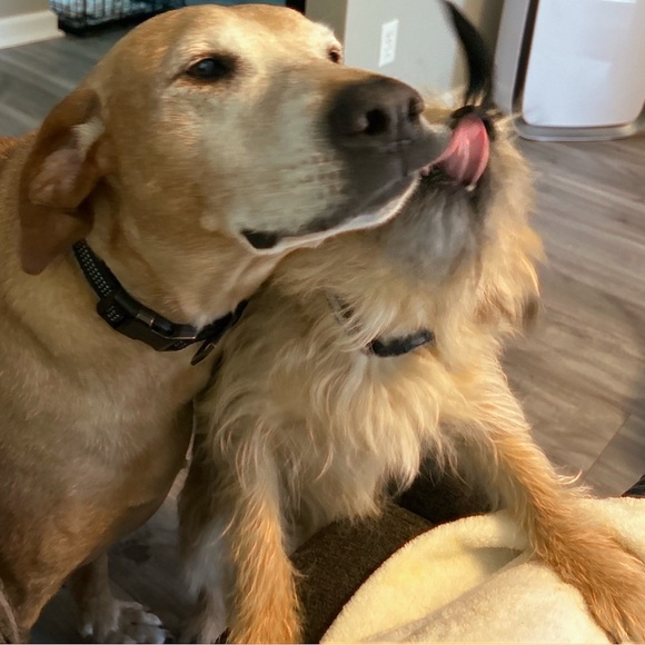 Meet your Posher, Jenny - Picture 3 of 11